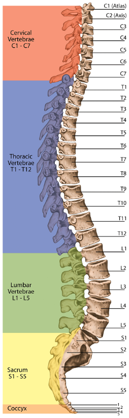 Spine graphic